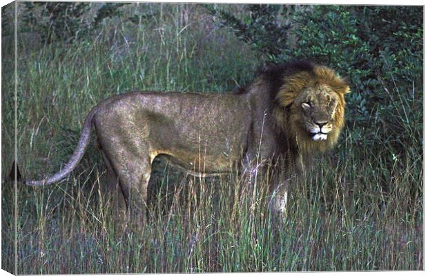  Male Lion Canvas Print by Tony Murtagh