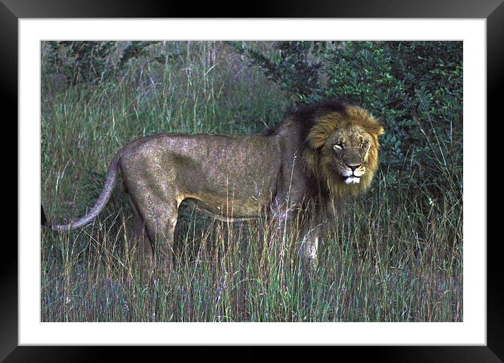  Male Lion Framed Mounted Print by Tony Murtagh