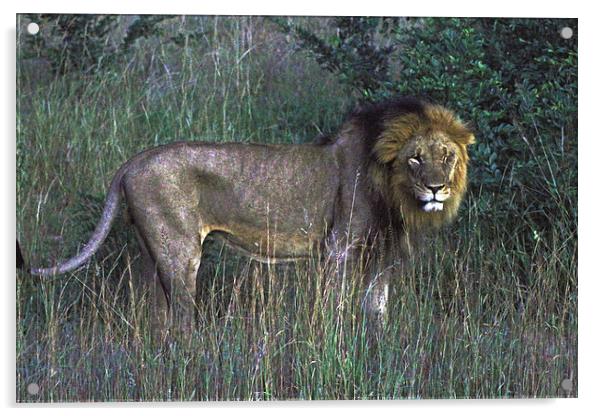  Male Lion Acrylic by Tony Murtagh