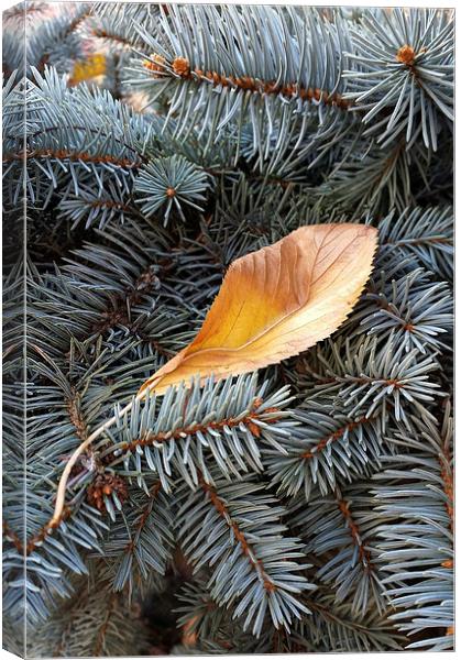  autumn and winter Canvas Print by Marinela Feier