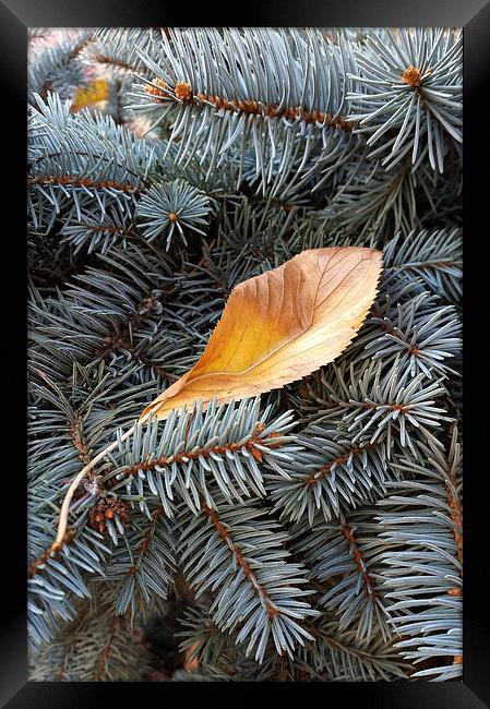  autumn and winter Framed Print by Marinela Feier