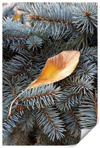  autumn and winter Print by Marinela Feier