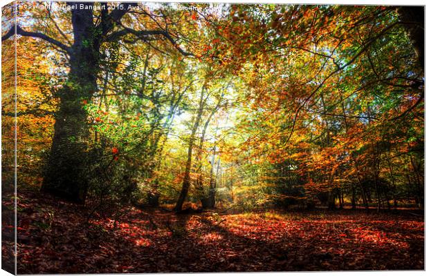 Sunlight Through Autumn Leaves Canvas Print by Nigel Bangert