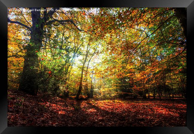 Sunlight Through Autumn Leaves Framed Print by Nigel Bangert