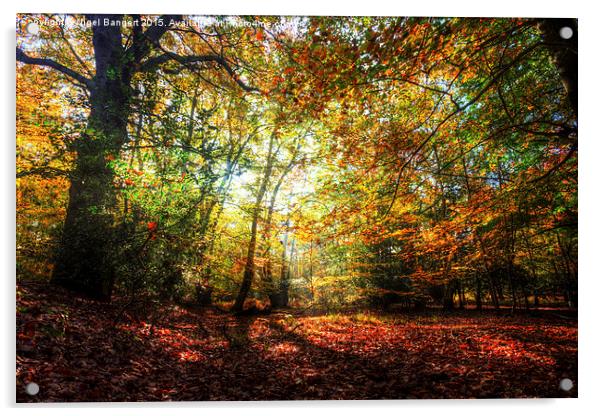 Sunlight Through Autumn Leaves Acrylic by Nigel Bangert