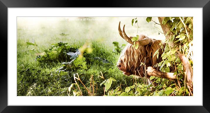 Highland cow laying down Framed Mounted Print by Simon Bratt LRPS