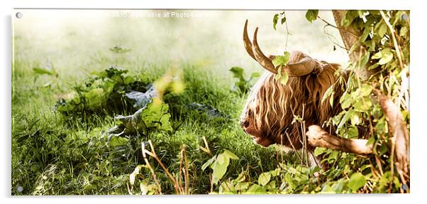 Highland cow laying down Acrylic by Simon Bratt LRPS