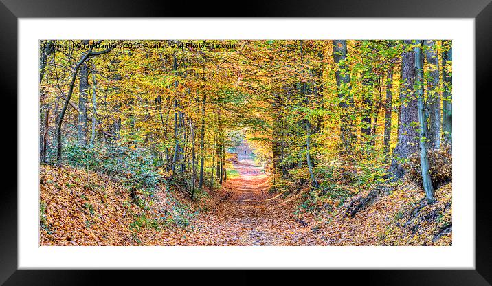  Autumn Woodland Framed Mounted Print by Ian Danbury
