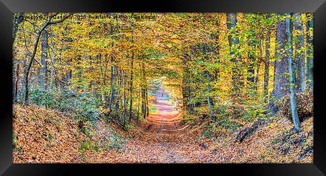  Autumn Woodland Framed Print by Ian Danbury