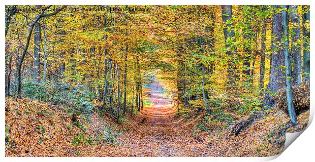  Autumn Woodland Print by Ian Danbury