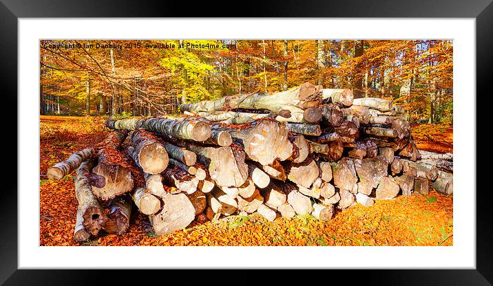  Logs in the Woods Framed Mounted Print by Ian Danbury