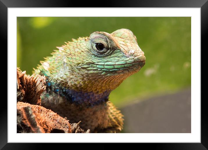  Emerald Swift Framed Mounted Print by Shawn Jeffries
