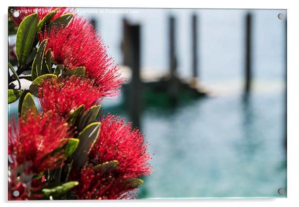  Pohutukawa flowers, New Zealand Acrylic by Phil Crean