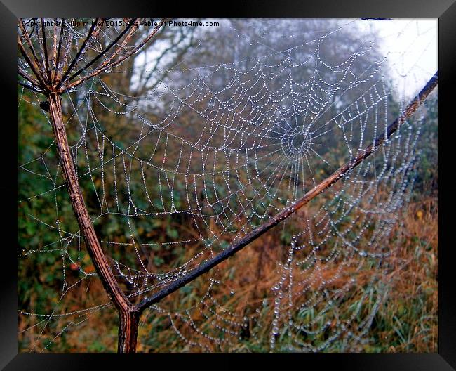  Spider Web Framed Print by philip milner