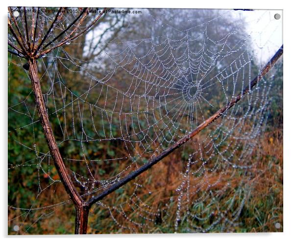  Spider Web Acrylic by philip milner