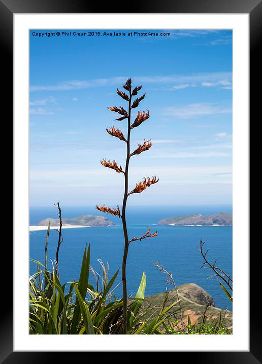  Phormium tenax flax, New Zealand Framed Mounted Print by Phil Crean