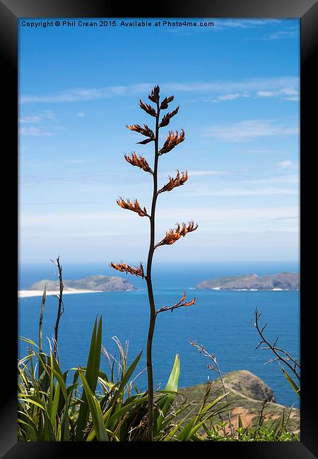  Phormium tenax flax, New Zealand Framed Print by Phil Crean
