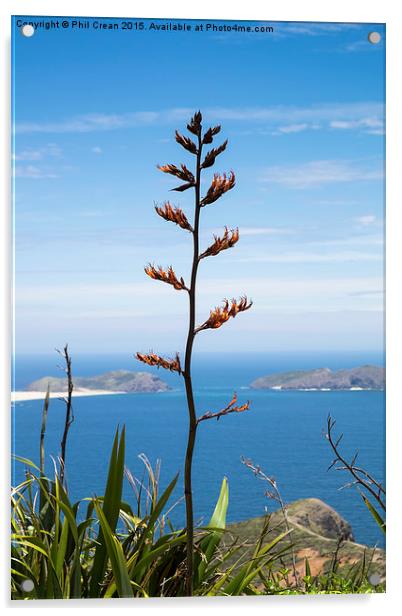  Phormium tenax flax, New Zealand Acrylic by Phil Crean