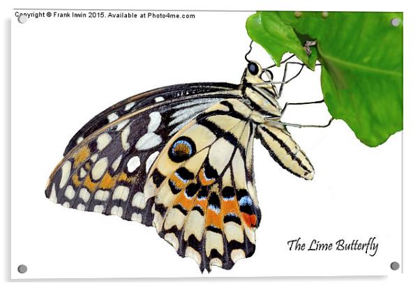  The Common Lime butterfly Acrylic by Frank Irwin