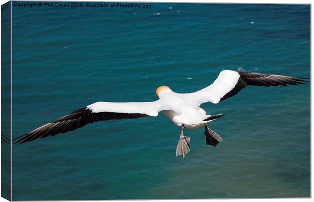  Hovering Gannet, Cape Kidnappers, New zealand Canvas Print by Phil Crean