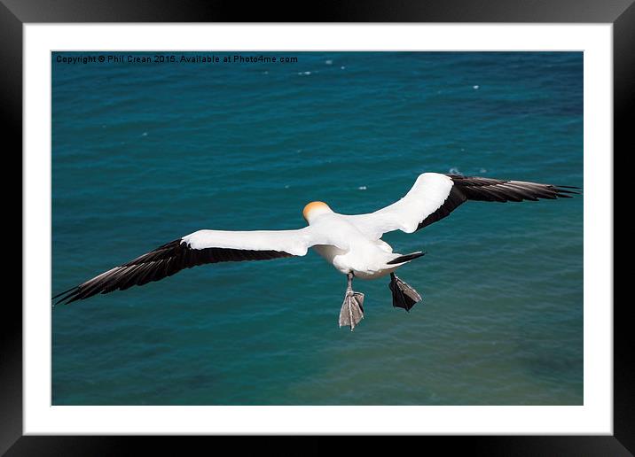  Hovering Gannet, Cape Kidnappers, New zealand Framed Mounted Print by Phil Crean