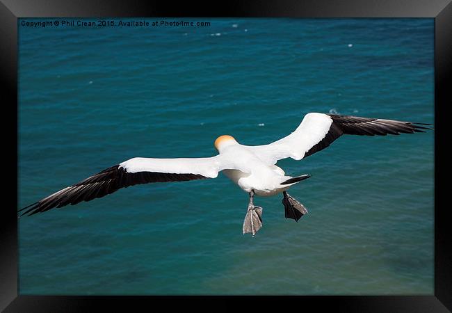  Hovering Gannet, Cape Kidnappers, New zealand Framed Print by Phil Crean