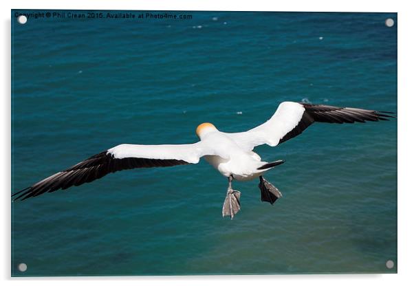  Hovering Gannet, Cape Kidnappers, New zealand Acrylic by Phil Crean