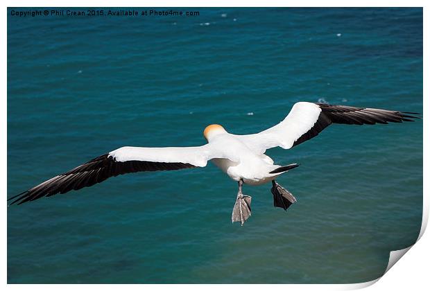  Hovering Gannet, Cape Kidnappers, New zealand Print by Phil Crean