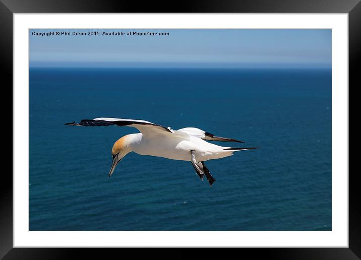  Hovering Gannet, Cape Kidnappers, New Zealand Framed Mounted Print by Phil Crean