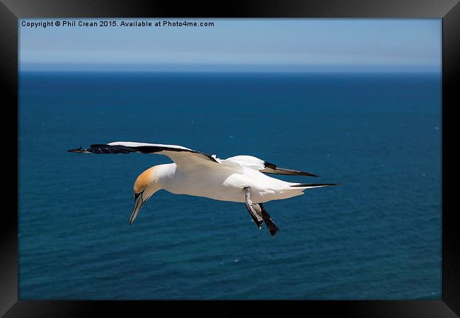  Hovering Gannet, Cape Kidnappers, New Zealand Framed Print by Phil Crean