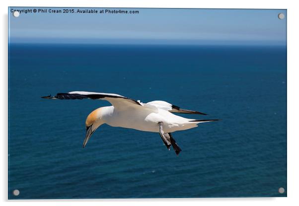  Hovering Gannet, Cape Kidnappers, New Zealand Acrylic by Phil Crean