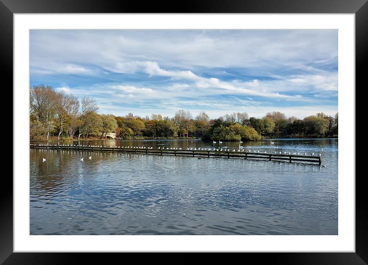 Birds Sat In A Row At Stanley Park Framed Mounted Print by Gary Kenyon