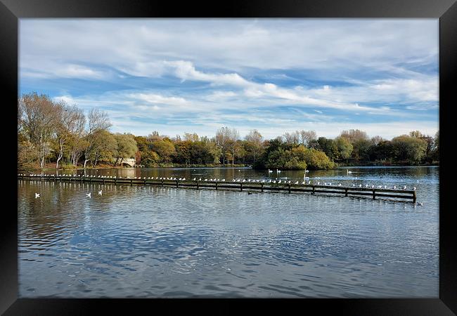 Birds Sat In A Row At Stanley Park Framed Print by Gary Kenyon