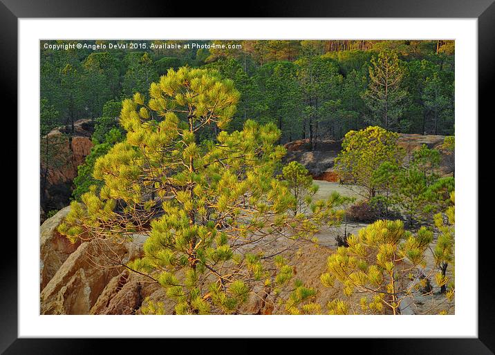 Pine Trees Forest  Framed Mounted Print by Angelo DeVal