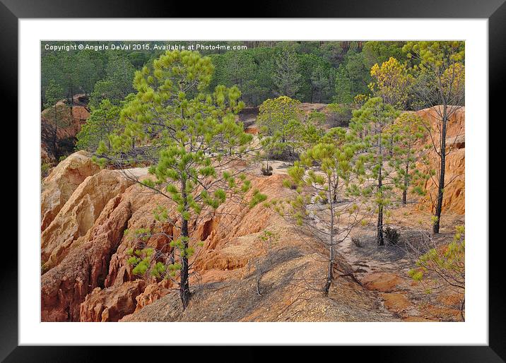 Pine Trees and Forest  Framed Mounted Print by Angelo DeVal