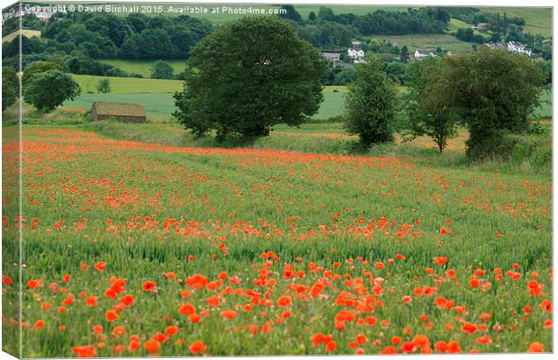  Poppies and Peace Canvas Print by David Birchall