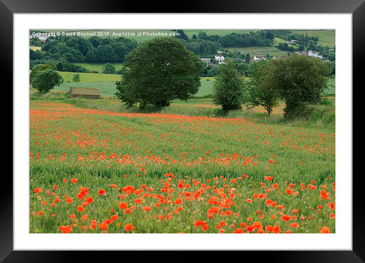  Poppies and Peace Framed Mounted Print by David Birchall