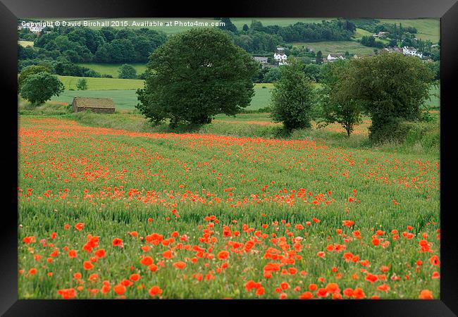  Poppies and Peace Framed Print by David Birchall