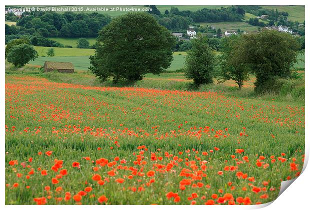  Poppies and Peace Print by David Birchall