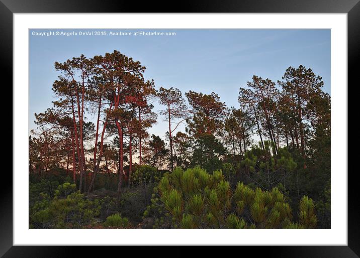 Pine Trees Waiting for Twilight Framed Mounted Print by Angelo DeVal