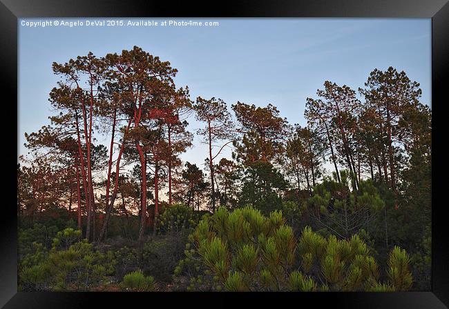 Pine Trees Waiting for Twilight Framed Print by Angelo DeVal