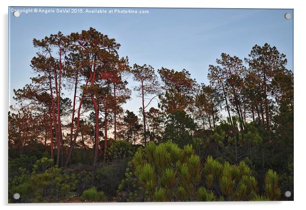 Pine Trees Waiting for Twilight Acrylic by Angelo DeVal