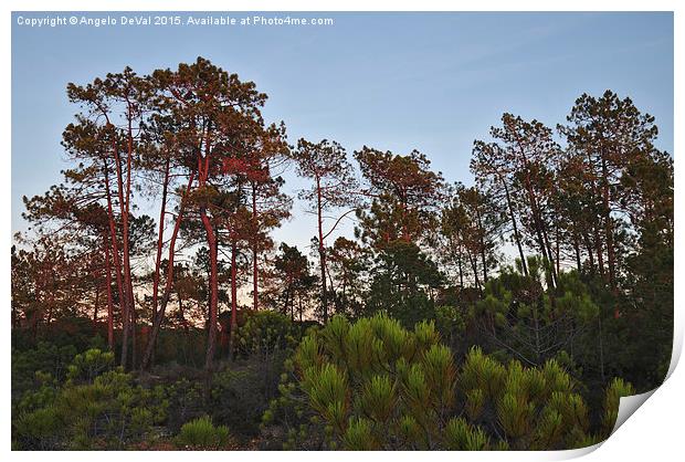 Pine Trees Waiting for Twilight Print by Angelo DeVal