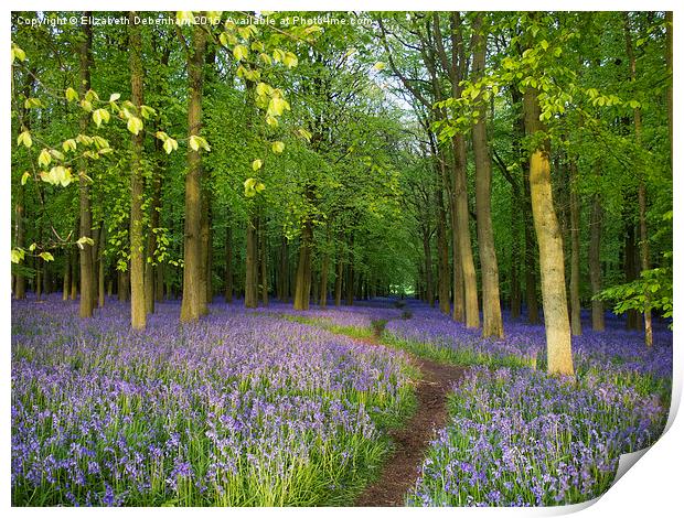  Pathway through a Wood full of Bluebells Print by Elizabeth Debenham