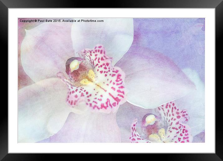 Pink Cymbidium Orchids  Framed Mounted Print by Paul Bate