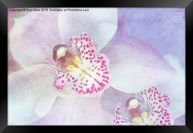 Pink Cymbidium Orchids  Framed Print by Paul Bate
