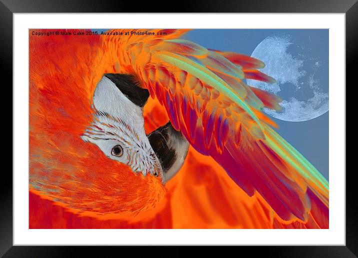  Sunset macaw Framed Mounted Print by Mark Cake