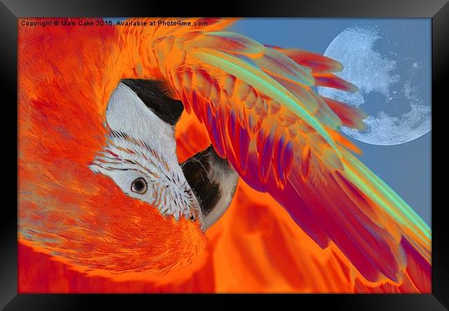  Sunset macaw Framed Print by Mark Cake