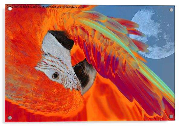  Sunset macaw Acrylic by Mark Cake