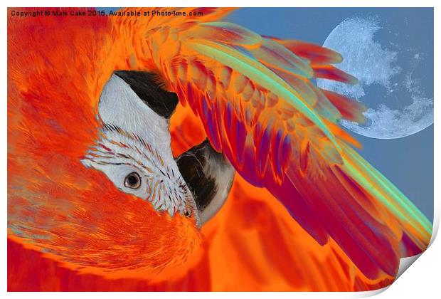  Sunset macaw Print by Mark Cake